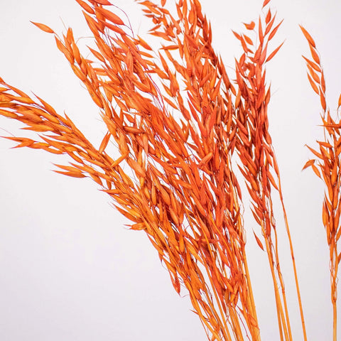 Brown Dried Oats Flower Up Close