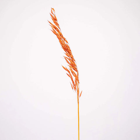 Brown Dried Oats Flower Stem