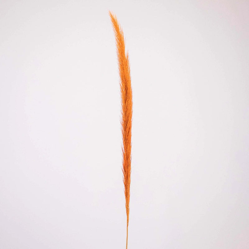 Brown Dried Pennisetum Flower Stem