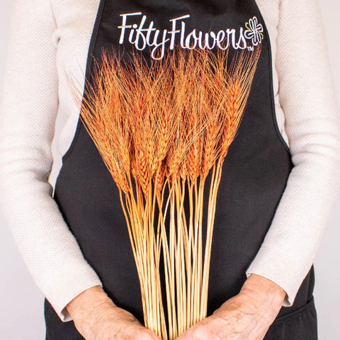 Brown Dried Wheat Grass Close Up - Image