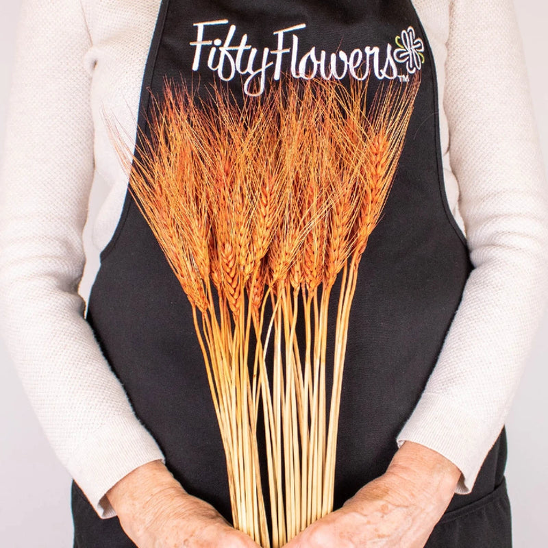 Brown Dried Wheat Grass Close Up - Image