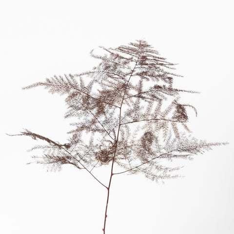 Brown Enhanced Plumosa Fern Greenery Stem - Image