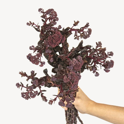 Brown Sedum Flower Bunch in Hand