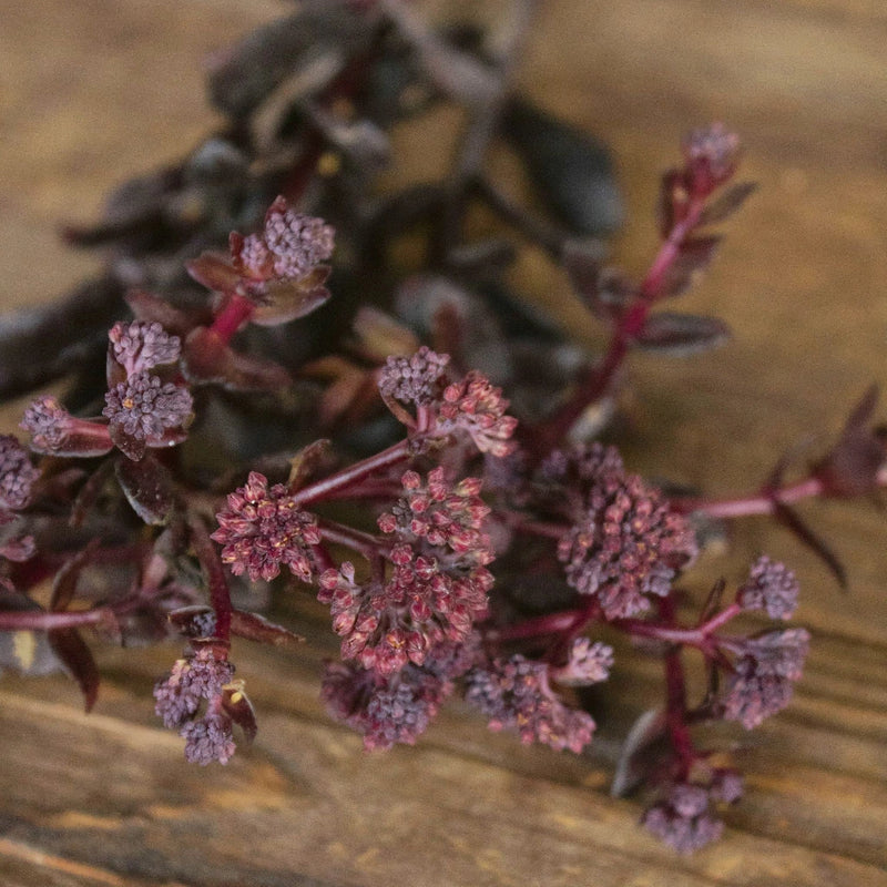 Brown Sedum Flower Up Close