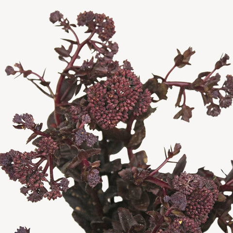 Brown Sedum Flower Up Close