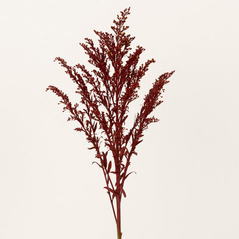 Brown Spice Tinted Solidago Flowers Stem - Image