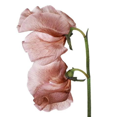 Brownie Sweet Pea Flowers Apron - Image