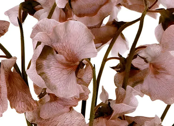 Brownie Sweet Pea Flowers Close Up - Image