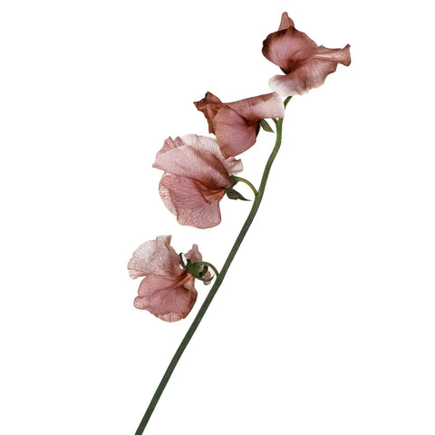 Brownie Sweet Pea Flowers Stem - Image