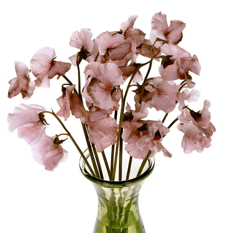 Brownie Sweet Pea Flowers Vase - Image
