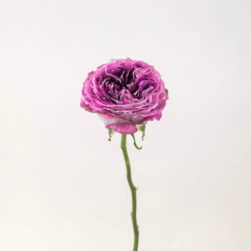 Brujas Purple Garden Rose Stem