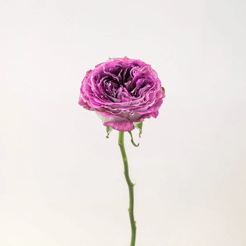 Brujas Purple Garden Rose Stem