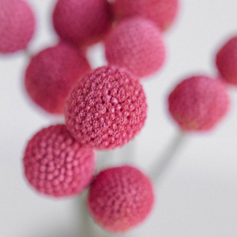 Bubble Gum Pink Bulk Billy Balls Close Up - Image