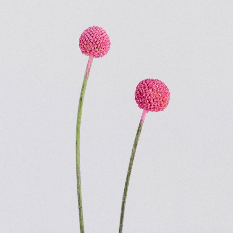 Bubble Gum Pink Bulk Billy Balls Stem - Image
