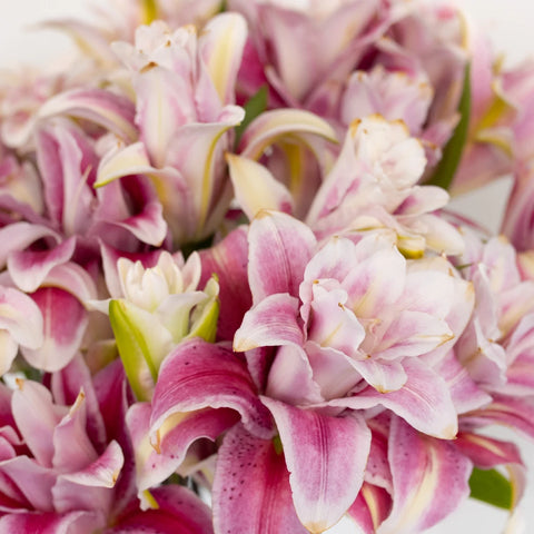 Bubblegum Pink Rose Lily Close Up - Image