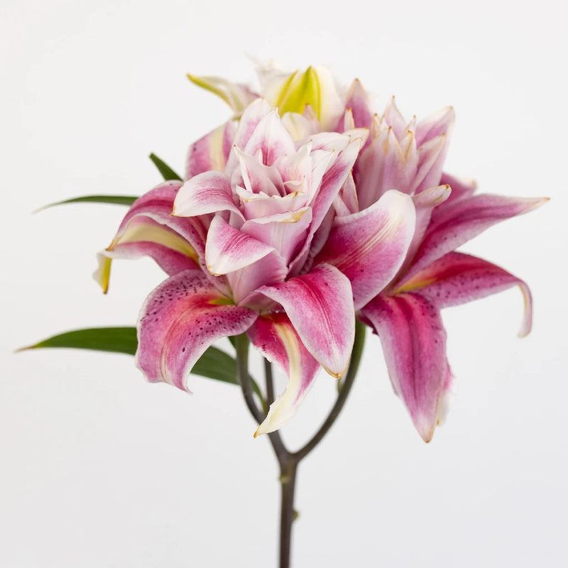 Bubblegum Pink Rose Lily Stem - Image