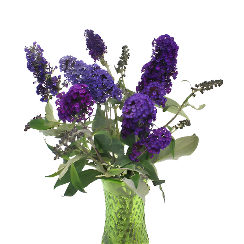 Purple Hues Butterfly Bush Buddleia Flowers