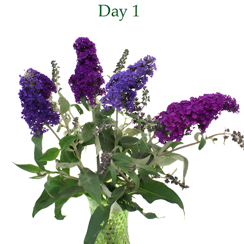 Purple Hues Butterfly Bush Buddleia Flowers