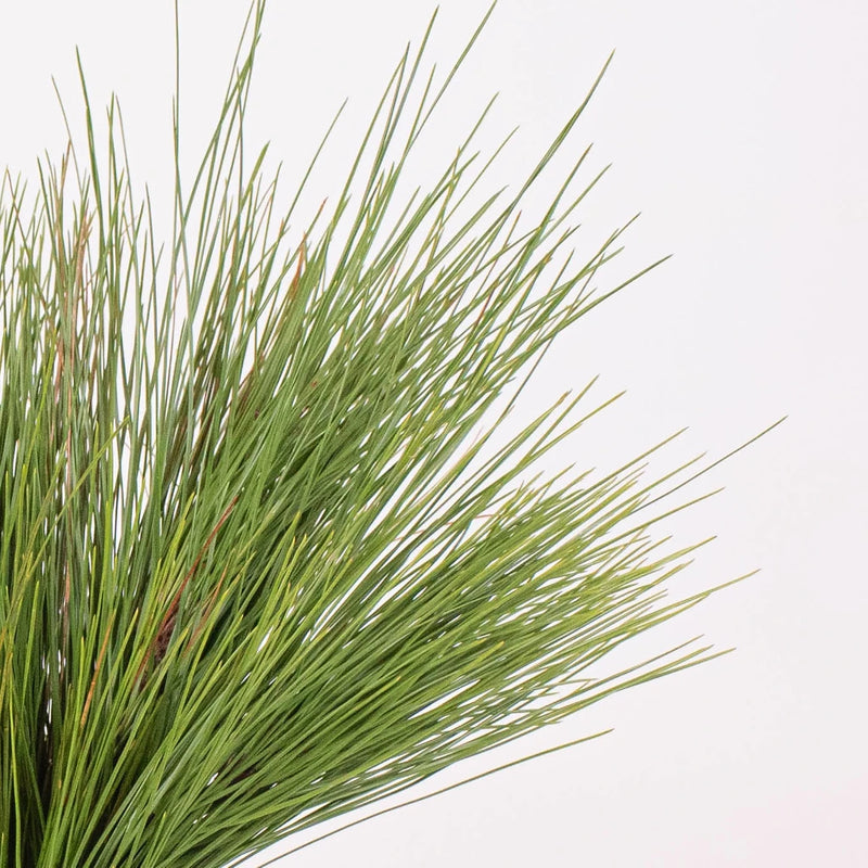 Long Needle Pine Greenery Up Close