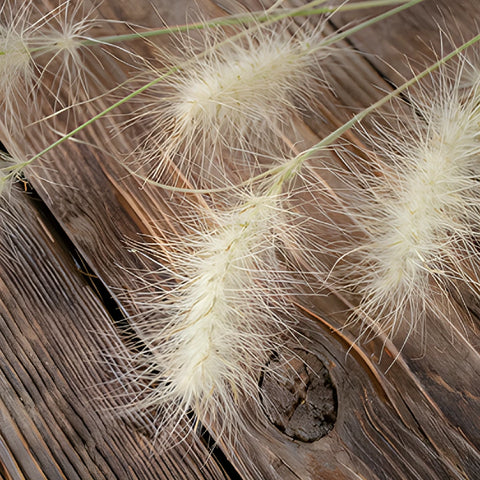 Fresh cut greens little bunny fountain grass filler flowers sold near me for delivery