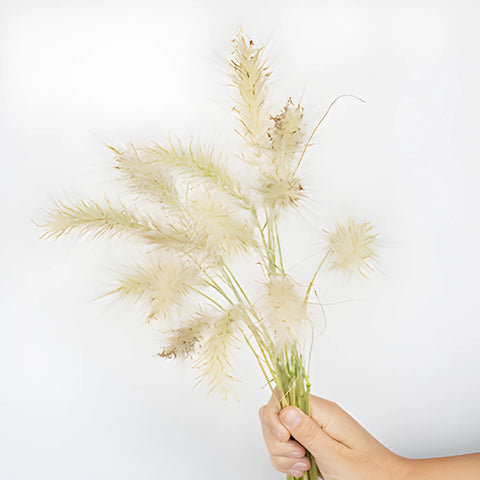 Wholesale greenery little bunny fountain grass filler flowers sold as bulk