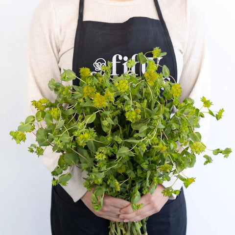 Bupleurum Flowering Greenery Apron - Image