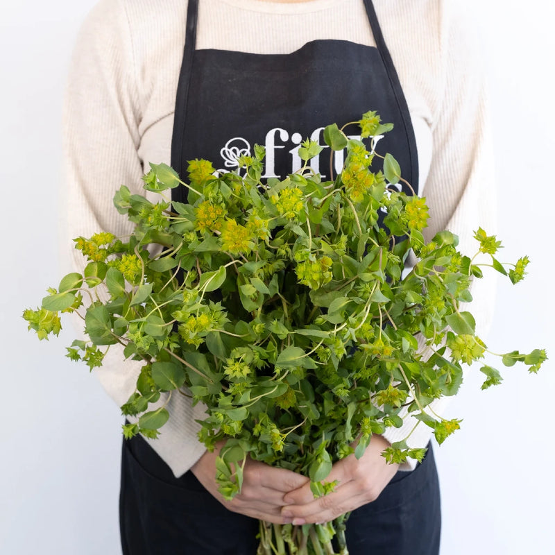 Bupleurum Flowering Greenery Apron - Image