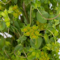 Bupleurum Flowering Greenery Close Up - Image