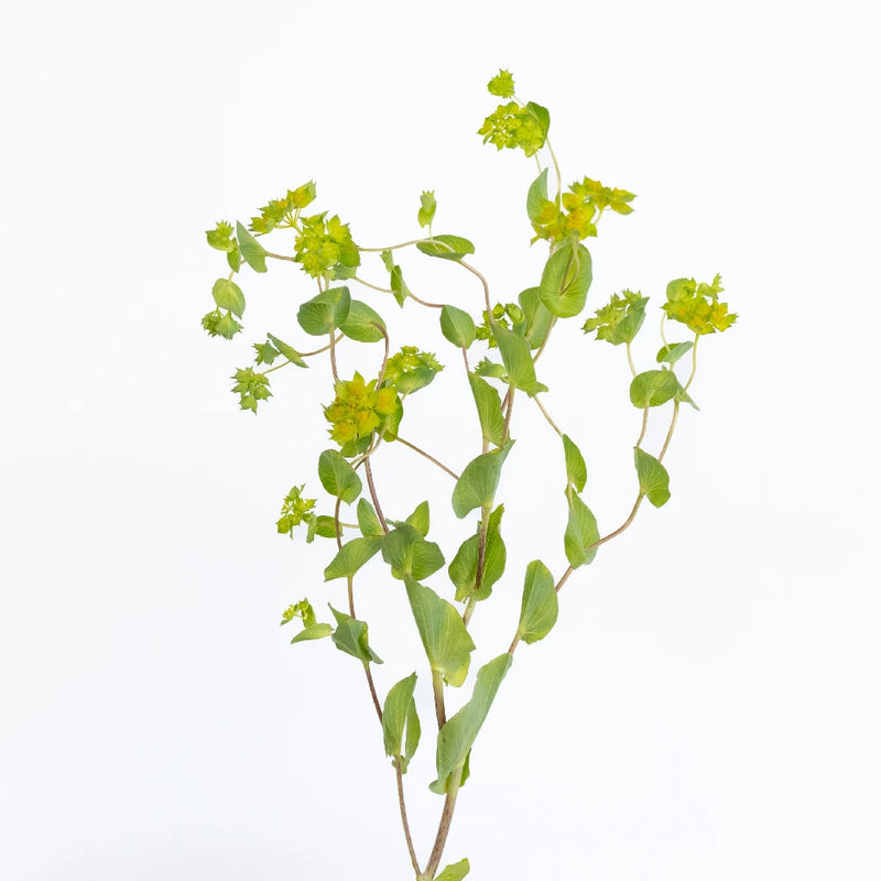 Bupleurum Flowering Greenery Stem - Image