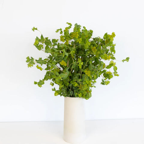 Bupleurum Flowering Greenery Vase - Image