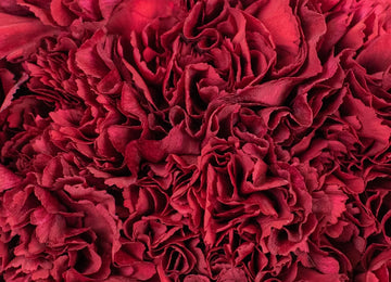 Burgundy Carnations Flower Up Close