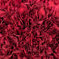 Burgundy Carnations Flower Up Close