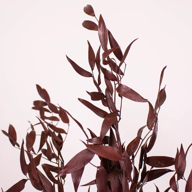 Burgundy Dried Ruscus Greens Up Close
