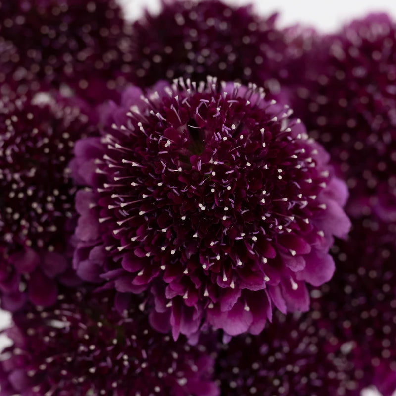 Burgundy Focal Scoop Scabiosa Flower Close Up - Image