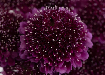 Burgundy Focal Scoop Scabiosa Flower Close Up - Image