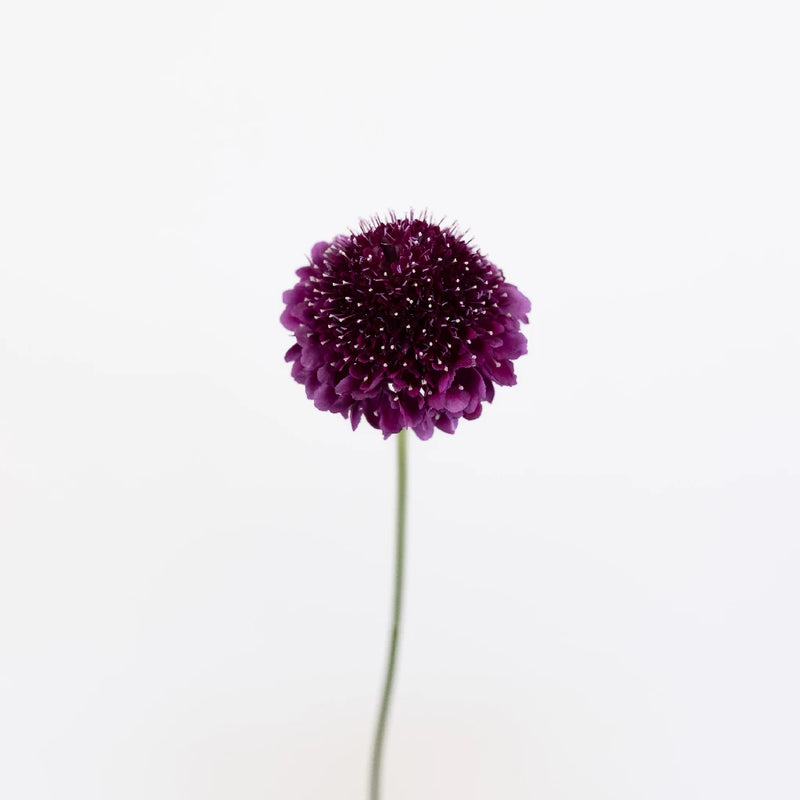 Burgundy Focal Scoop Scabiosa Flower Stem - Image