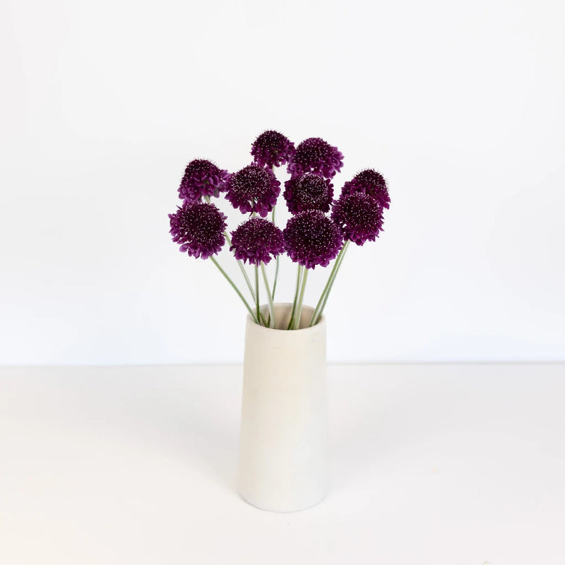 Burgundy Focal Scoop Scabiosa Flower Vase - Image