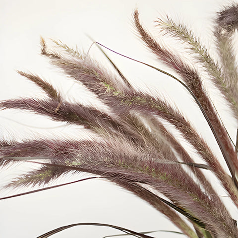 Bulk Fountain Grass