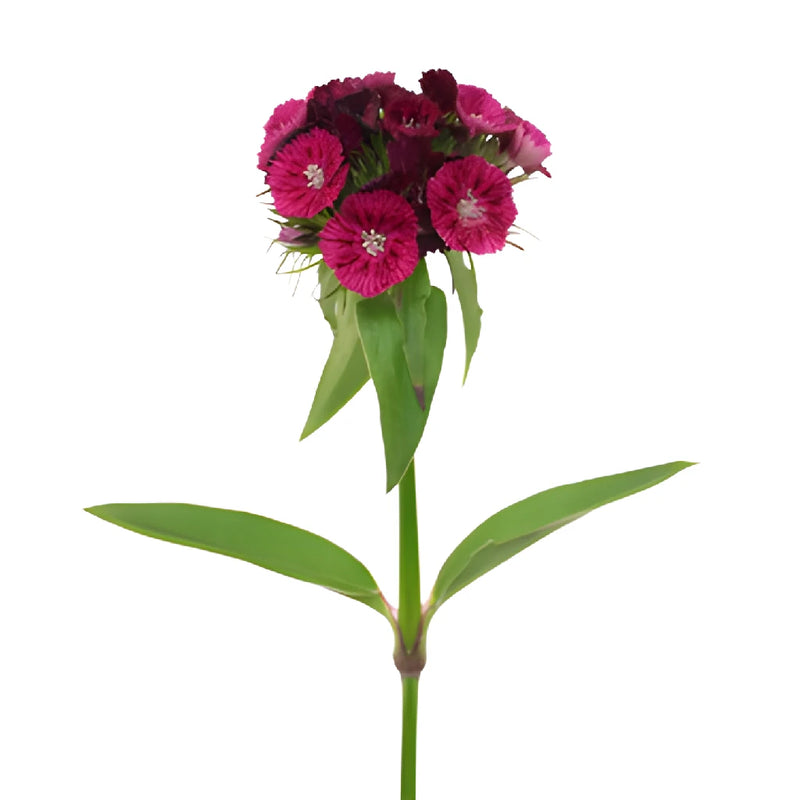 Burgundy Bohemian Dianthus Flowers