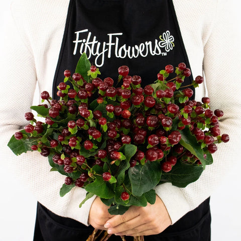 Burgundy Hypericum Berries Flower Bunch in Hand