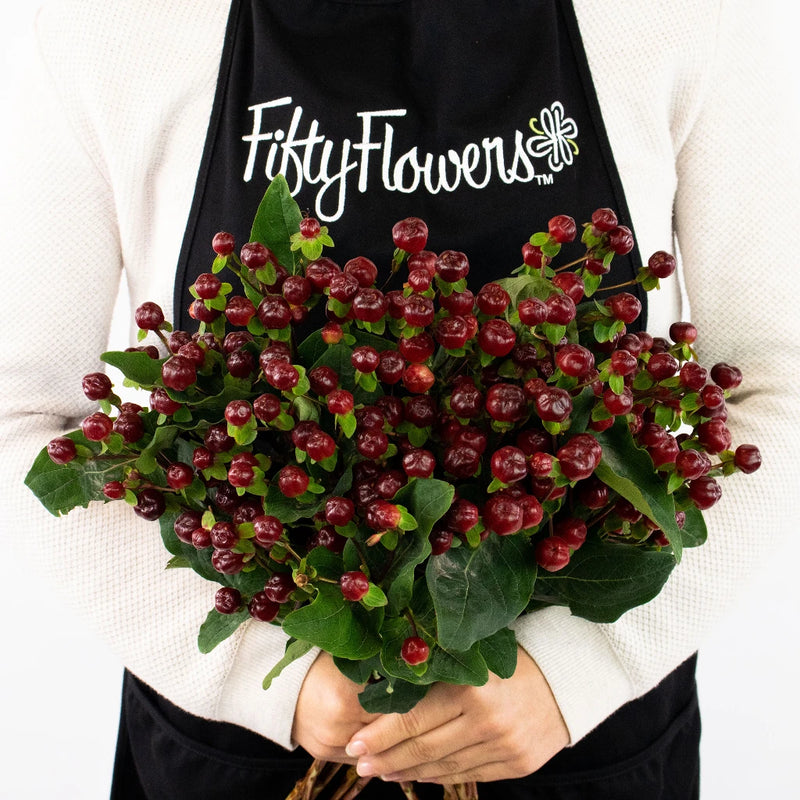 Burgundy Hypericum Berries Flower Bunch in Hand