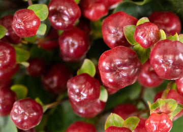 Burgundy Hypericum Berries Flower Up Close