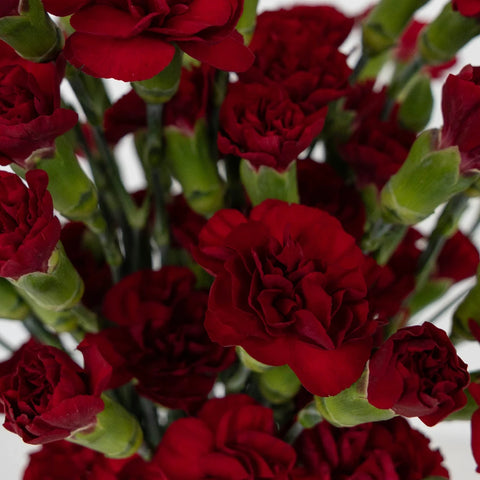 Burgundy Mini Carnation Flowers Close Up - Image