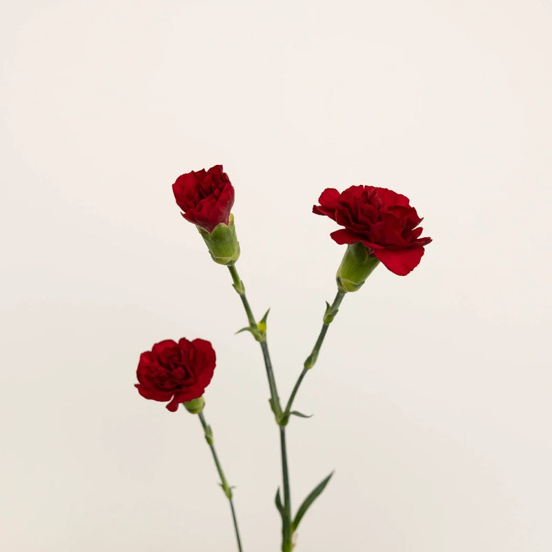 Burgundy Mini Carnation Flowers Stem - Image