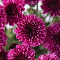 Burgundy Purple Micro Pom Cushion Close Up - Image