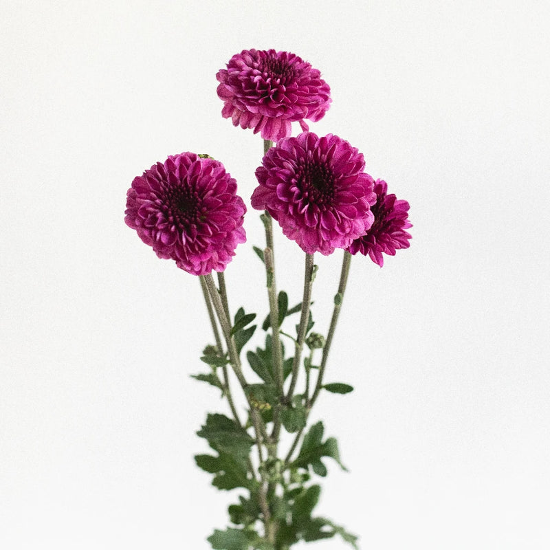 Cushion Pompon - Dark Purple – Kukka Flowers