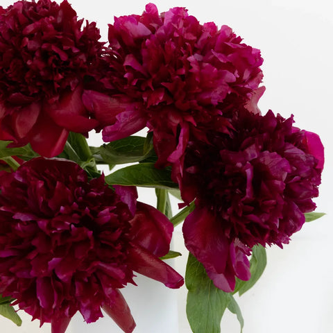 Burgundy Red Charm Peonies For Mothers Day Close Up - Image