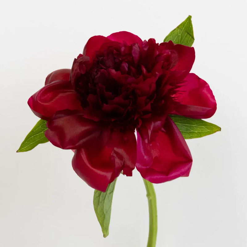 Burgundy Red Charm Peonies For Mothers Day Stem - Image