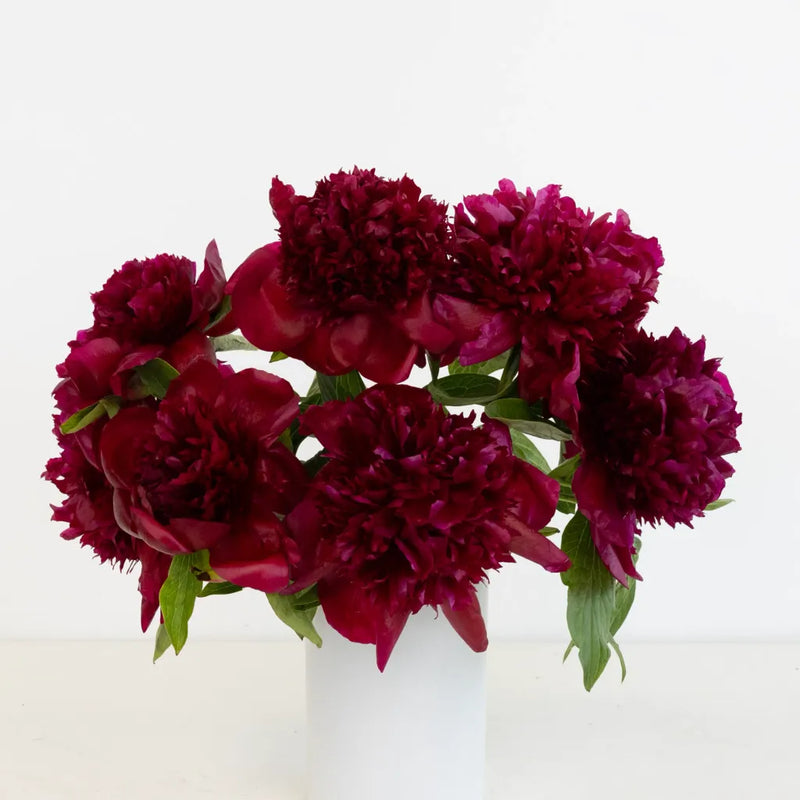 Burgundy Red Charm Peonies For Mothers Day Vase - Image