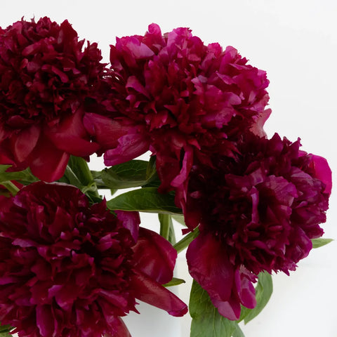 Burgundy Red Peony Flowers For December Delivery Close Up - Image